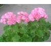 Пеларгонія зональна  розебудна Swanland Pink